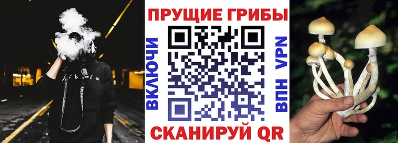 дарк нет официальный сайт Козьмодемьянск Галлюциногенные грибы Cubensis